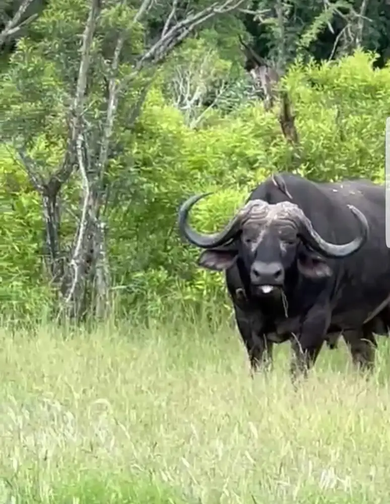 An African buffalo in tall green grass with indigenous trees behind it