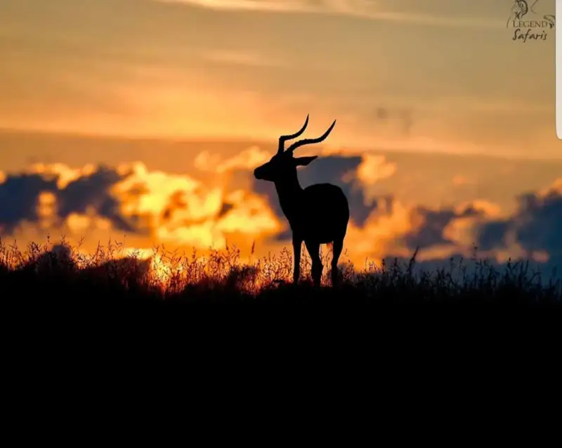 Silhouette of an antelope with curved horns against an orange sunset