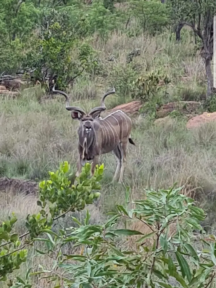 An antelope in green natural vegetation at Paurosa