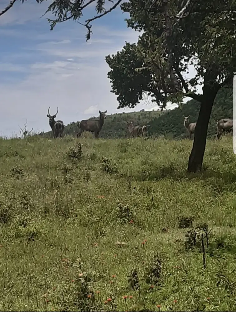 Antelope grazing on grassland beneath a large tree and open sky
