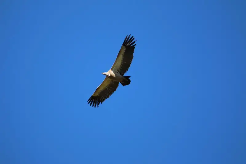 A bird of prey flying with its wings outstretched against a clear blue sky