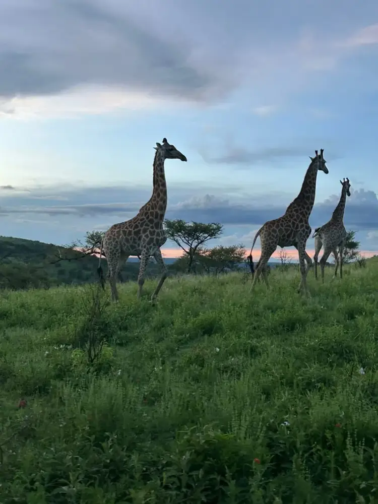 Giraffes on green grass with mountains beneath a cloudy sky