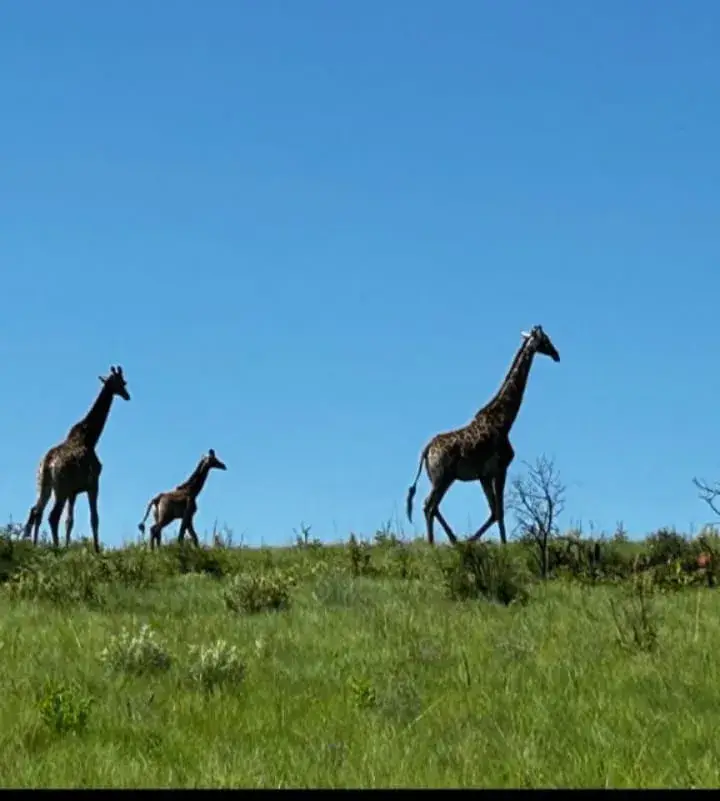 Giraffes walking across a grassy hill beneath a blue sky