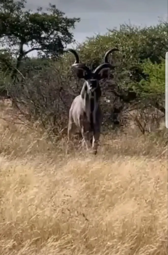 A sable antelope standing in the bush