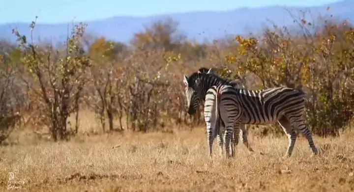 Zebras in golden grass with bush and distant mountains behind them